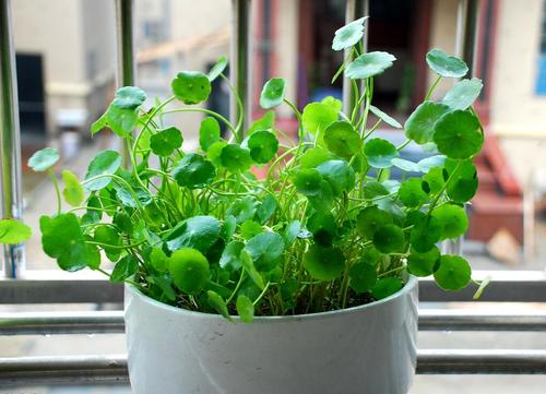 北京绿植租赁