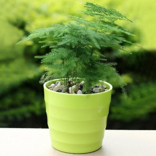 有哪些绿植适合放在室内