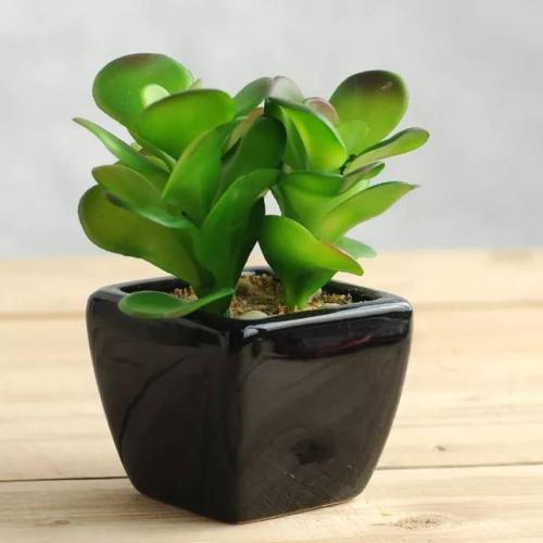 哪些绿植会比较耐阴