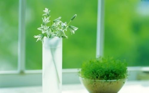 为大家介绍花卉繁殖方法