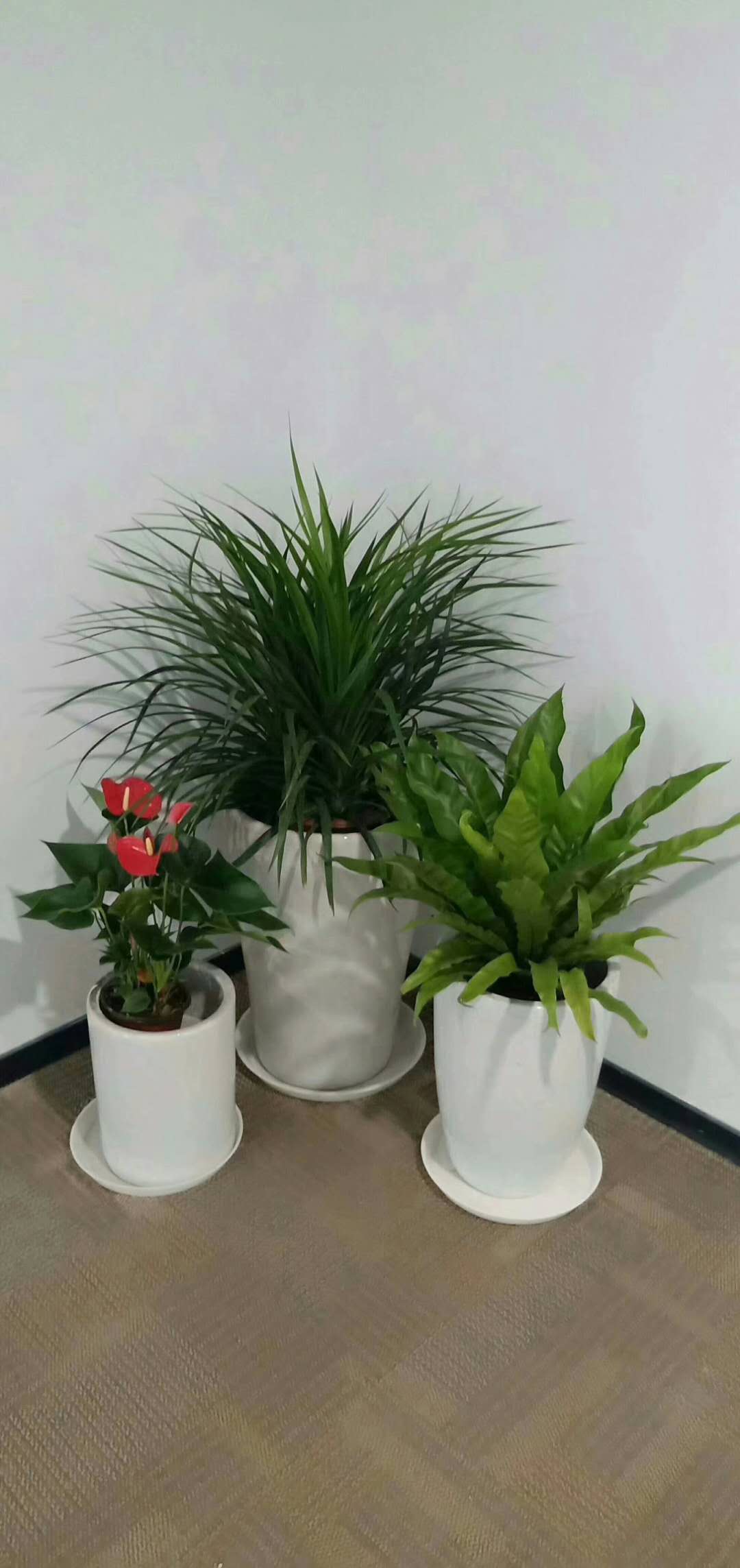 花卉组合3.jpg