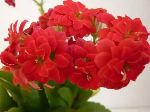 长寿花一年会开几次花
