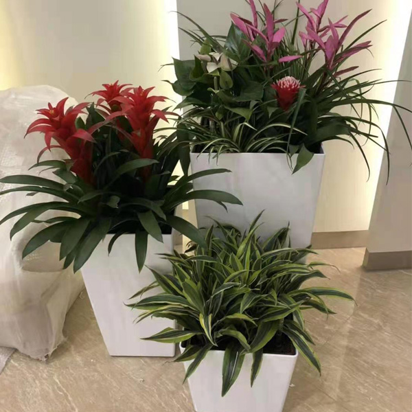 商务楼花卉租摆.jpg