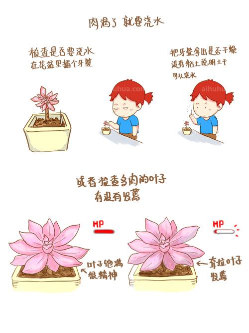 多肉种植之浸盆