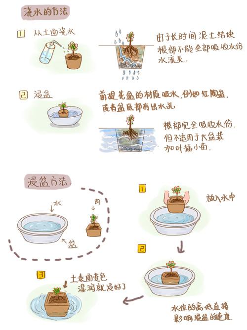 多肉种植之浸盆