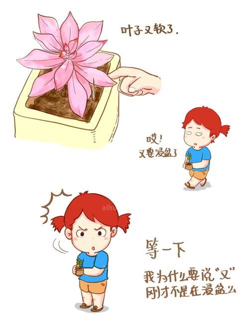 多肉种植浸盆法