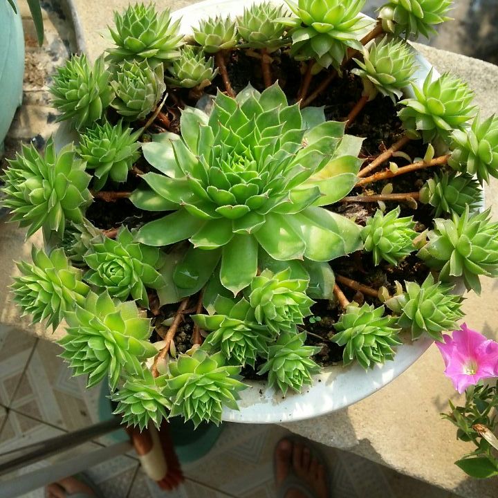 植物养护
