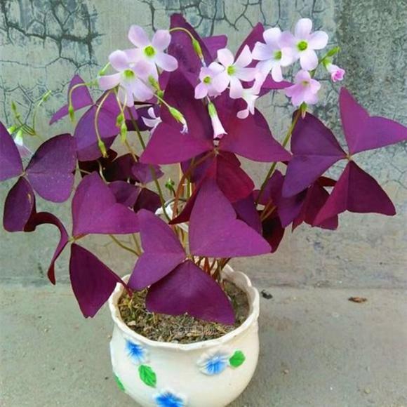 养护植物