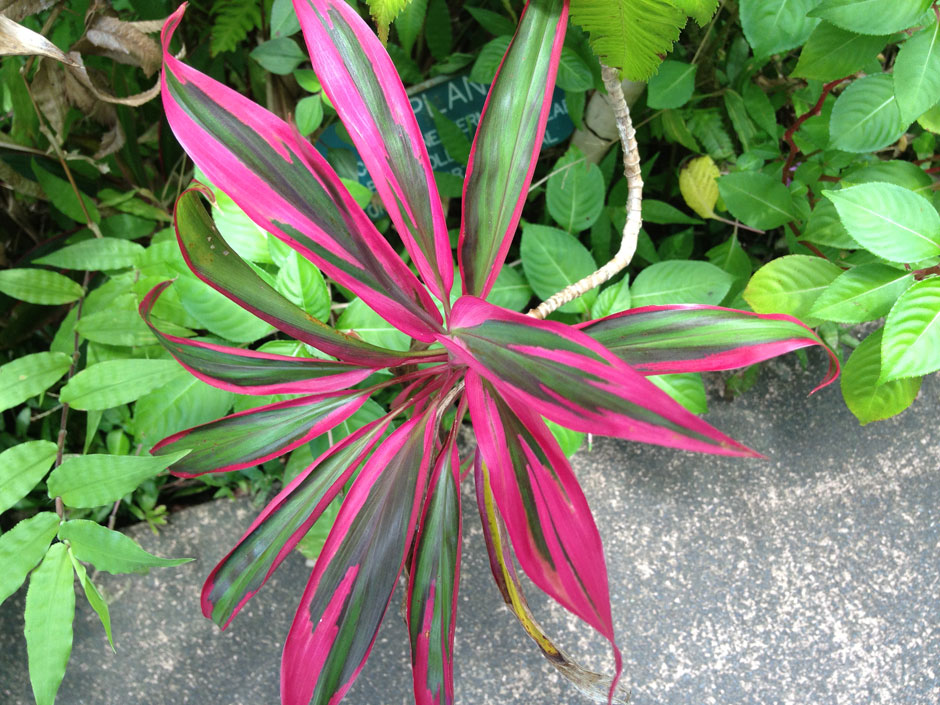 植物租摆