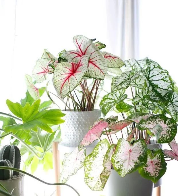 植物租摆
