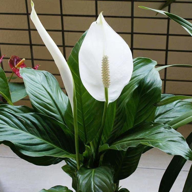 绿植养护